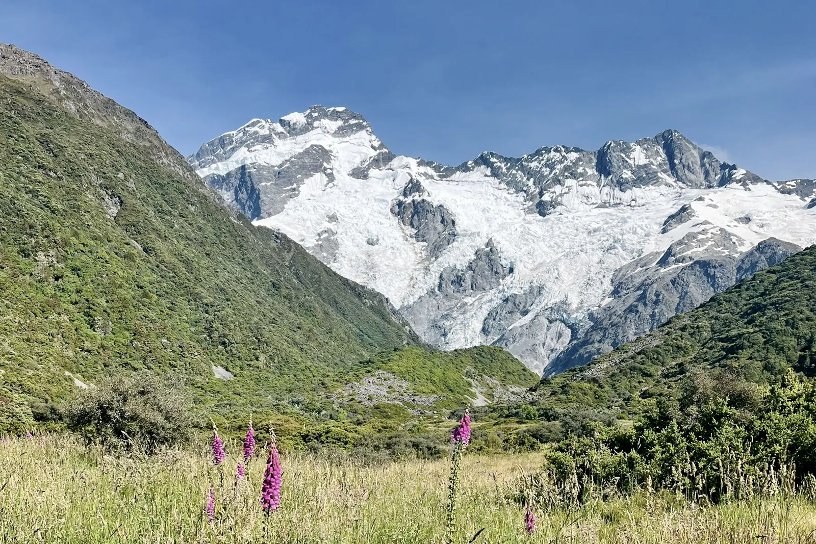 Foxgloves in long grass below Mount Cook, the glacier valley running up behind.