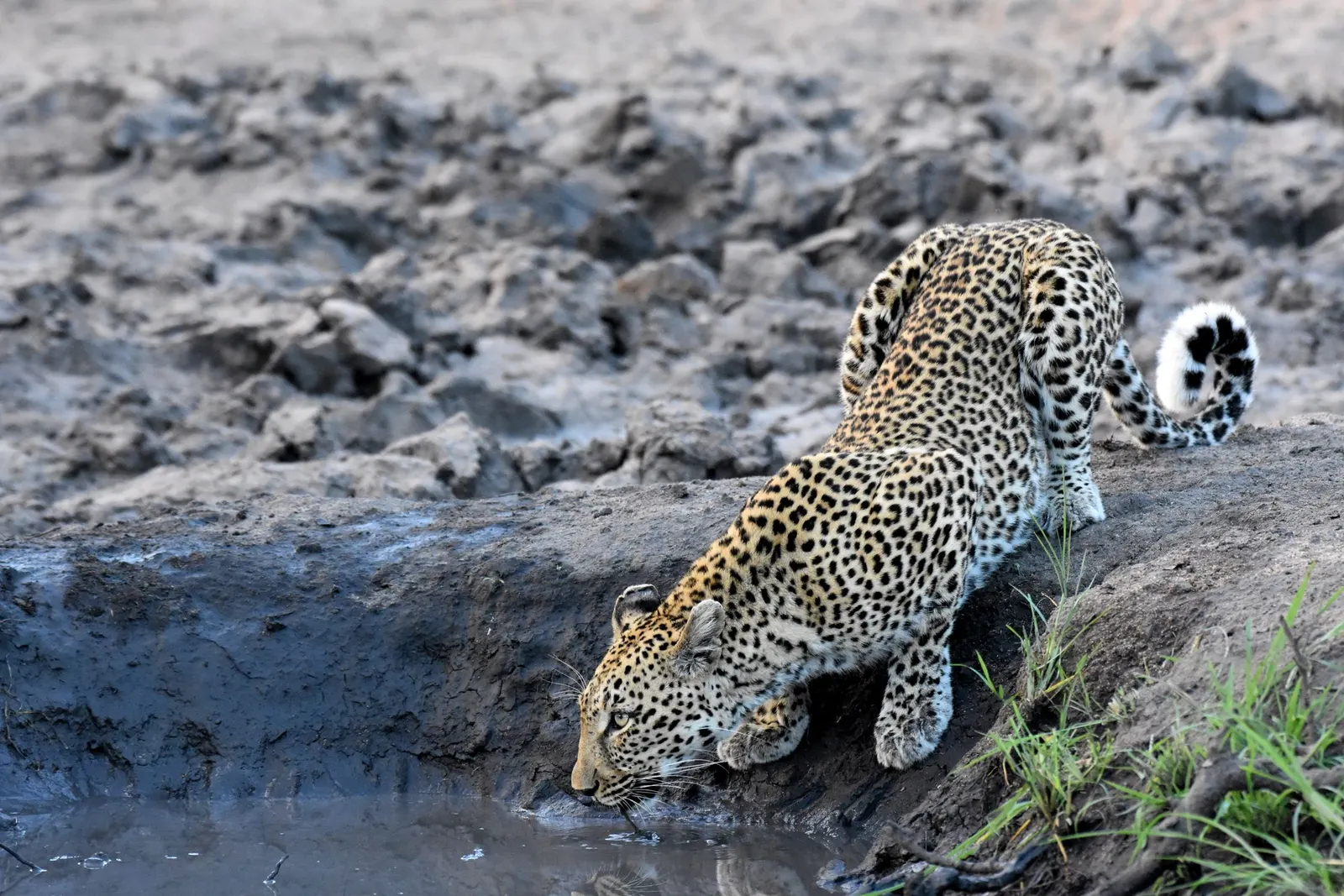 A leopard crouched at the edge of a waterhole, drinking, tail curled up behind it.
